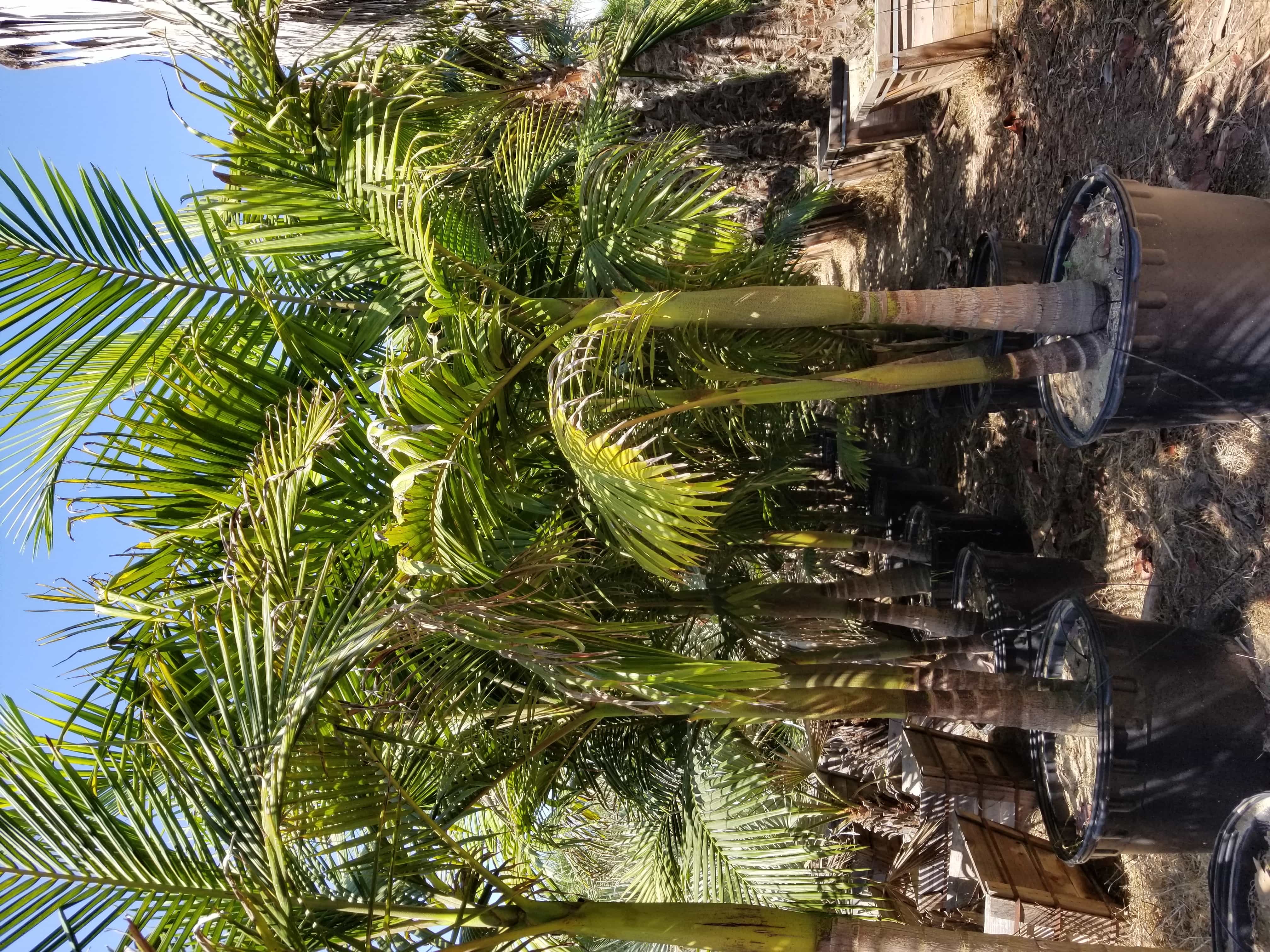 How Much Does a Palm Tree Cost? — Articles — Sea Crest Nursery